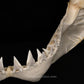 XXL Great White Shark Jaw with DATA 15'6.5" ex Dr. Gordon Hubbell