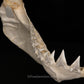 XXL Great White Shark Jaw with DATA 15'6.5" ex Dr. Gordon Hubbell