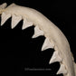 XXL Great White Shark Jaw with DATA 15'6.5" ex Dr. Gordon Hubbell