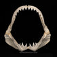 XXL Great White Shark Jaw with DATA 15'6.5" ex Dr. Gordon Hubbell