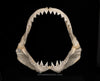 XXL Great White Shark Jaw with DATA 15'6.5" ex Dr. Gordon Hubbell