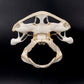 Bonnethead Shark Skull w/DATA