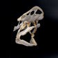 Bonnethead Shark Skull w/DATA