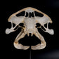 Bonnethead Shark Skull w/DATA