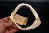 Small Tail Shark Jaw