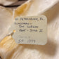 XXL Great White Shark Jaw with DATA 15'6.5" ex Dr. Gordon Hubbell