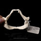 Dwarf Gulper Shark Jaw w/DATA ex Dr. Gordon Hubbell