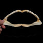Whitetip Reef Shark Jaw ex Dr. Gordon Hubbell