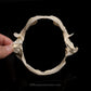 Roughskin Spurdog Jaw with Data ex Dr. Gordon Hubbell