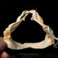 Smallfin Gulper Shark Jaw w/DATA ex Dr. Gordon Hubbell