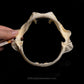Little Sleeper Shark Jaw with Data ex Dr. Gordon Hubbell