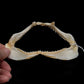 Milk Shark Jaw ex Dr. Gordon Hubbell