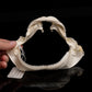 Gulper Shark Jaw ex Dr. Gordon Hubbell