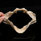 Knifetooth Dogfish Jaw with Data ex Dr.Gordon Hubbell
