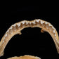 Juvenile Tiger Shark Jaw ex Dr Gordon Hubbell