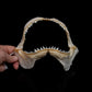 Blue Shark Jaw Ex Dr. Gordon Hubbell