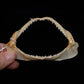 Milk Shark Jaw ex Dr. Gordon Hubbell