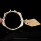 Shortnose Sawshark Jaw with Data ex Dr. Gordon Hubbell