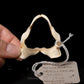 Barbeled Houndshark Jaw w/DATA ex Dr. Gordon Hubbell