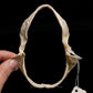 Gollum Shark Jaw with Data ex Dr. Gordon Hubbell