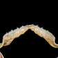 Sharpnose Sevengill Shark Jaw ex Dr. Gordon Hubbell