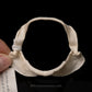 Flapnose Houndshark Jaw w/DATA ex Dr. Gordon Hubbell