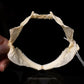 New Zealand Lanternshark Jaw w/Data Ex. Dr Gordon Hubbell