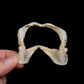Japanese Topeshark Jaw ex Dr. Gordon Hubbell