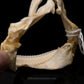 Smallfin Gulper Shark Jaw w/DATA ex Dr. Gordon Hubbell