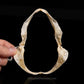 Gollum Shark Jaw with Data ex Dr. Gordon Hubbell