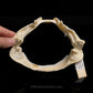 Plunket Shark Jaw with Data ex Dr. Gordon Hubbell