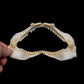 Blackspot Shark Jaw ex Dr. Gordon Hubbell