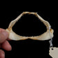 Milk Shark Jaw ex Dr. Gordon Hubbell