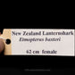 New Zealand Lanternshark Jaw w/Data Ex. Dr Gordon Hubbell