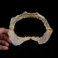Blue Shark Jaw Ex Dr. Gordon Hubbell