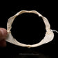 Dusky Smoothhound Jaw w/Data ex Dr.Gordon Hubbell