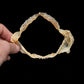 Sharpnose Sevengill Shark Jaw ex Dr. Gordon Hubbell