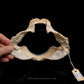 Knifetooth Dogfish Jaw with Data ex Dr.Gordon Hubbell