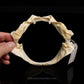Little Sleeper Shark Jaw with Data ex Dr. Gordon Hubbell
