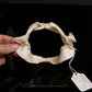 Mandarin Dogfish Jaw with Data ex Dr. Gordon Hubbell