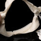 Dwarf Gulper Shark Jaw w/DATA ex Dr. Gordon Hubbell