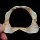 Japanese Topeshark Jaw ex Dr. Gordon Hubbell