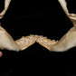 Juvenile Tiger Shark Jaw ex Dr Gordon Hubbell