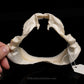 Gulper Shark Jaw ex Dr. Gordon Hubbell