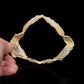 Sharpnose Sevengill Shark Jaw ex Dr. Gordon Hubbell