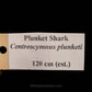 Plunket Shark Jaw with Data ex Dr. Gordon Hubbell