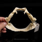 Little Sleeper Shark Jaw with Data ex Dr. Gordon Hubbell