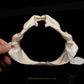Gulper Shark Jaw ex Dr. Gordon Hubbell