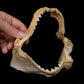 Juvenile Tiger Shark Jaw ex Dr Gordon Hubbell