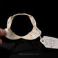 Flapnose Houndshark Jaw w/DATA ex Dr. Gordon Hubbell